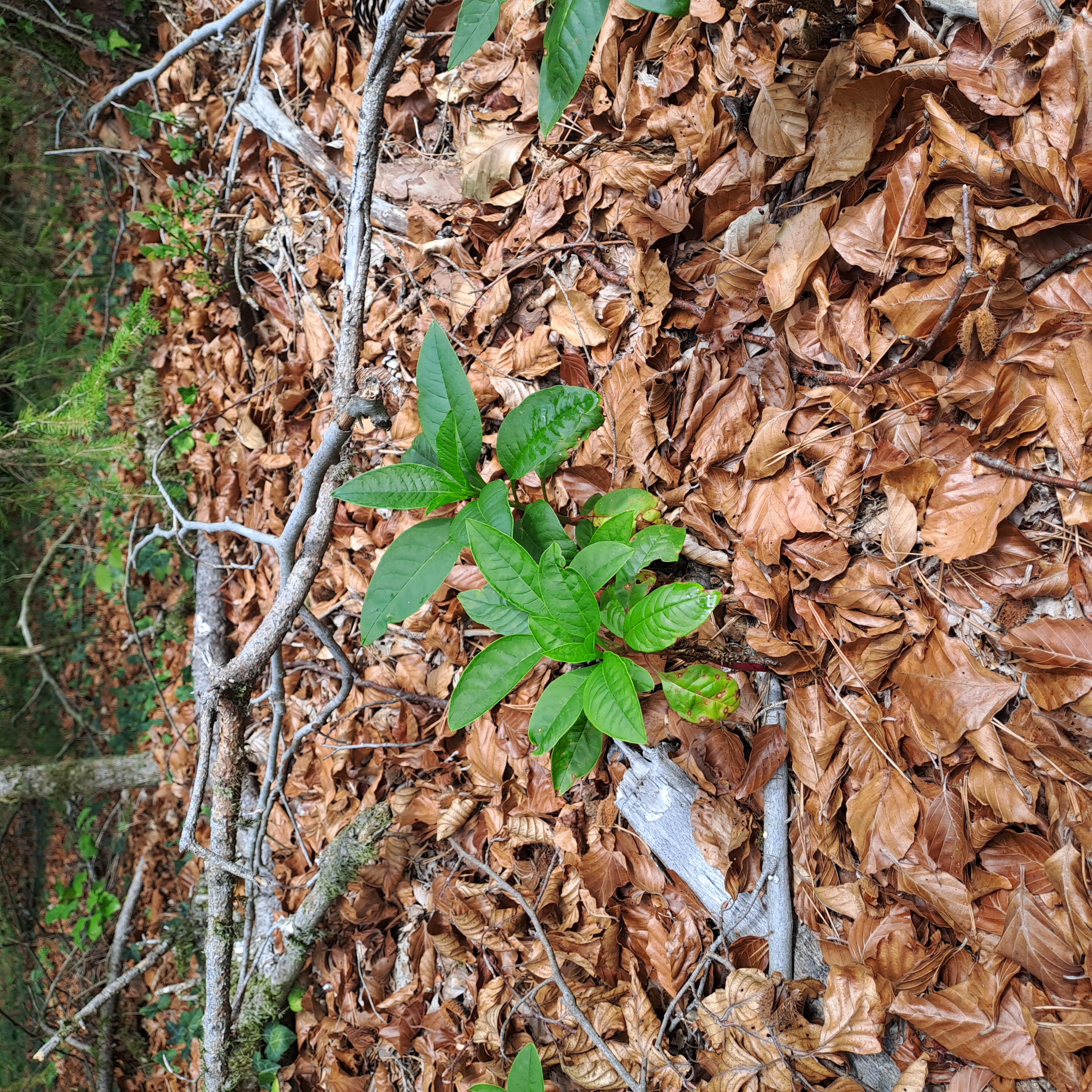 Kermesbeere Jungpflanze