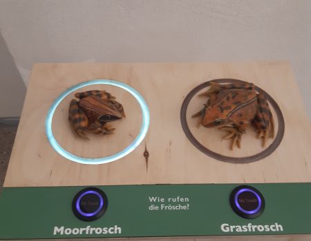 Moorfrosch-Wanderausstellung