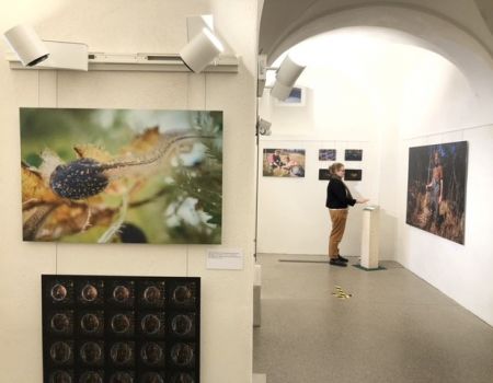 Moorfrosch-Wanderausstellung